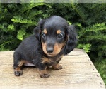 Small #3 Dachshund