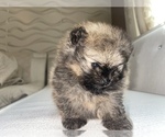 Small Photo #5 Pomeranian Puppy For Sale in BRICK, NJ, USA