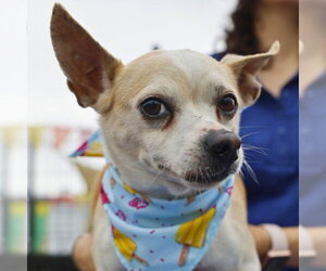 Chihuahua-Unknown Mix Dogs for adoption in San Antonio, TX, USA
