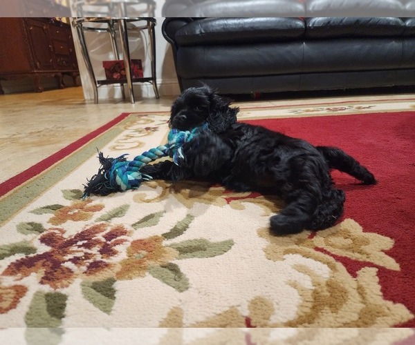 Medium Photo #2 Cocker Spaniel Puppy For Sale in HUFFMAN, TX, USA