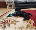 Small #1 Cocker Spaniel