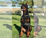 Small Photo #5 Doberman Pinscher Puppy For Sale in PALMDALE, CA, USA