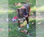 Small Photo #19 Boxer-Unknown Mix Puppy For Sale in Springdale, PA, USA
