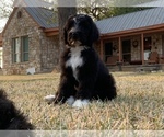 Small Photo #1 Sheepadoodle Puppy For Sale in BURNET, TX, USA