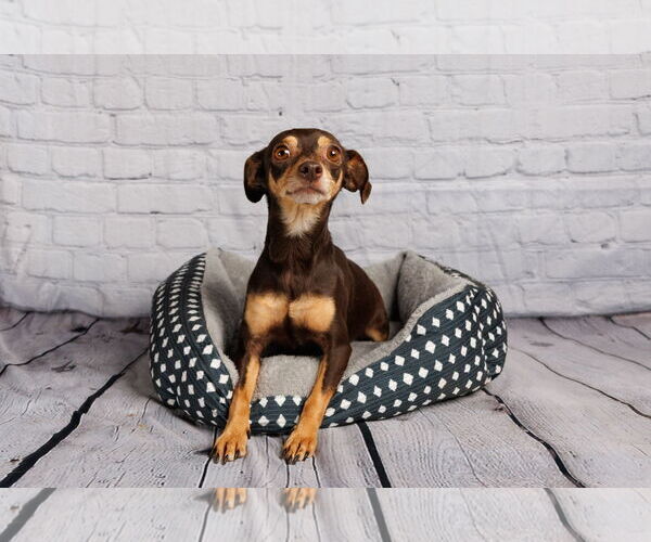 Medium Photo #8 Miniature Pinscher-Unknown Mix Puppy For Sale in McKinney, TX, USA