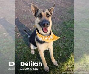 German Shepherd Dog-Unknown Mix Dogs for adoption in San Antonio, TX, USA