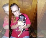 Small Photo #1 Chihuahua Puppy For Sale in BLOUNTVILLE, TN, USA