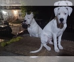 Small Photo #6 Dogo Argentino Puppy For Sale in WILMINGTON, DE, USA