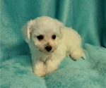 Small Photo #2 Bichon Frise Puppy For Sale in Shelbyville, IN, USA
