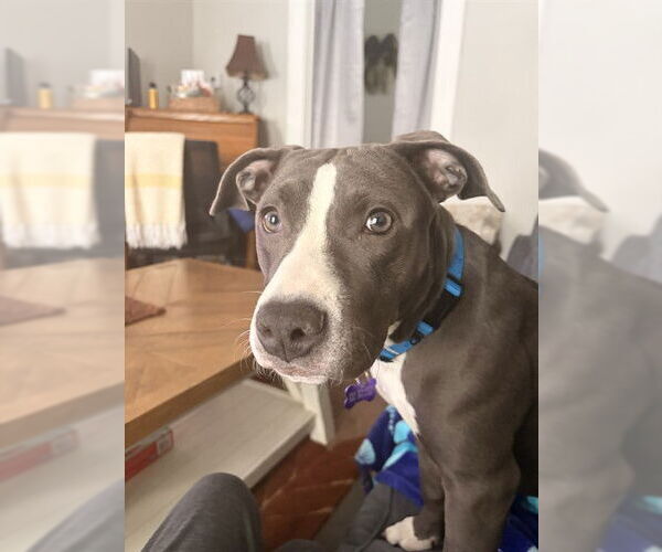 Medium Photo #3 Staffordshire Bull Terrier-Unknown Mix Puppy For Sale in Louisville, KY, USA