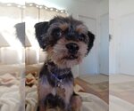 Small #2 Border Terrier Mix