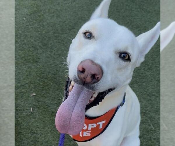 Medium Photo #7 Mutt Puppy For Sale in San Diego, CA, USA