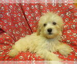 Small #2 F2 Aussiedoodle