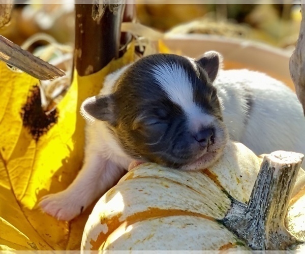 Medium Photo #12 Chihuahua Puppy For Sale in RAWSONVILLE, MI, USA