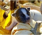 Small Photo #12 Chihuahua Puppy For Sale in RAWSONVILLE, MI, USA