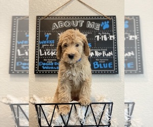 Goldendoodle Litter for sale in AGUA DULCE, CA, USA