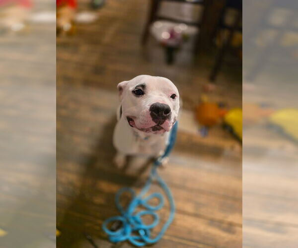 Medium Photo #2 Mutt Puppy For Sale in New London, WI, USA