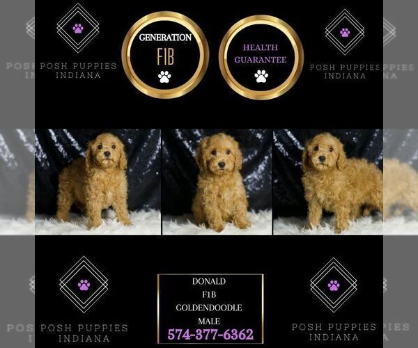 Medium Photo #6 Goldendoodle (Miniature) Puppy For Sale in WARSAW, IN, USA