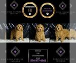 Small #5 Goldendoodle (Miniature)
