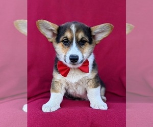 Pembroke Welsh Corgi Puppy for sale in GLEN ROCK, PA, USA