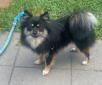Image preview for Ad Listing. Nickname: Kita