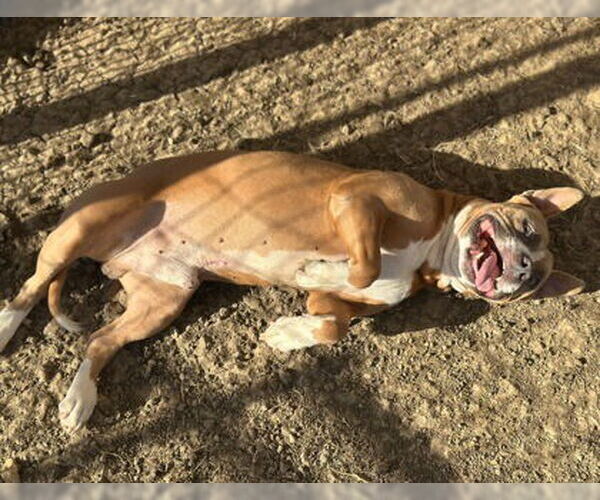 Medium Photo #3 Mutt Puppy For Sale in Canton, CT, USA