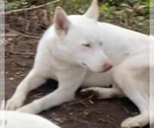 Mother of the Siberian Husky-Siberian Husky Mix puppies born on 07/07/2023