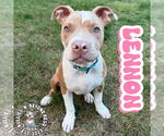 Small #20 Staffordshire Bull Terrier Mix