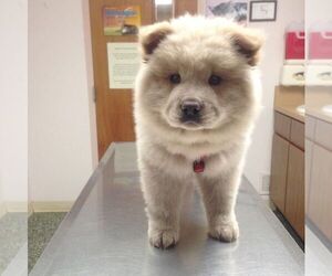 Chow Chow Puppy for sale in WINDSOR HILLS, CA, USA