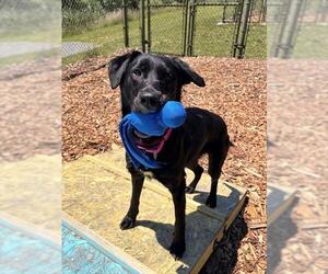 English Setter-Labrador Retriever Mix Dogs for adoption in Waterford, VA, USA