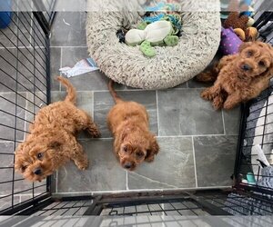 Cavapoo Puppy for sale in FORT COLLINS, CO, USA