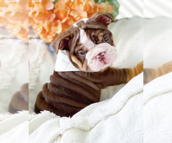 Medium Photo #10 English Bulldog Puppy For Sale in CORONA, CA, USA