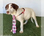 Small Photo #4 Lab-Pointer Puppy For Sale in San Diego, CA, USA