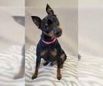 Small Miniature Pinscher