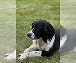 Small Photo #1 English Springer Spaniel Puppy For Sale in BUFFALO, MN, USA