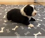 Small Photo #53 Australian Shepherd Puppy For Sale in SALISBURY, NC, USA
