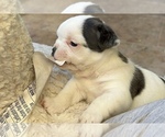 Puppy Sera American Bullnese