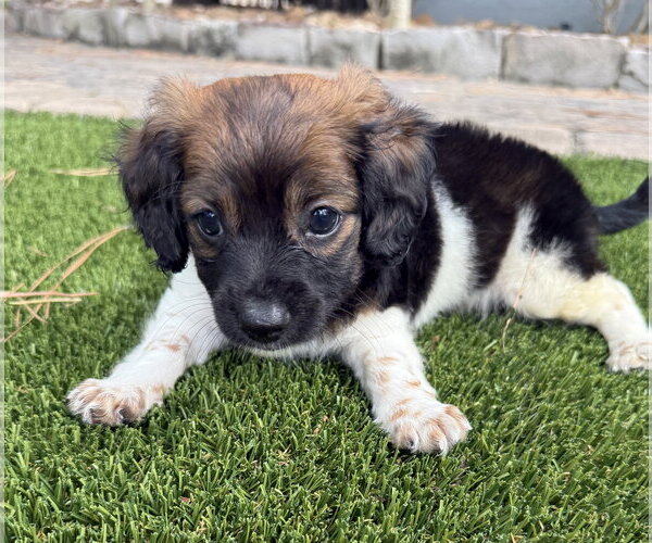 Medium Photo #2 Dachshund-Unknown Mix Puppy For Sale in The Woodlands, TX, USA