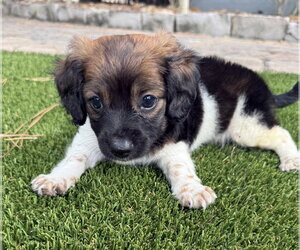 Pumpkin - Female Dachshund-Unknown Mix Dog for Adoption - Photo #2