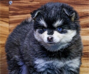Pomsky Puppy for sale in TAMPICO, IL, USA