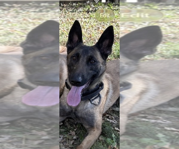 Medium Photo #1 German Malinois Puppy For Sale in DICKINSON, ND, USA