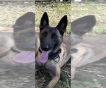 Small Photo #1 German Malinois Puppy For Sale in DICKINSON, ND, USA
