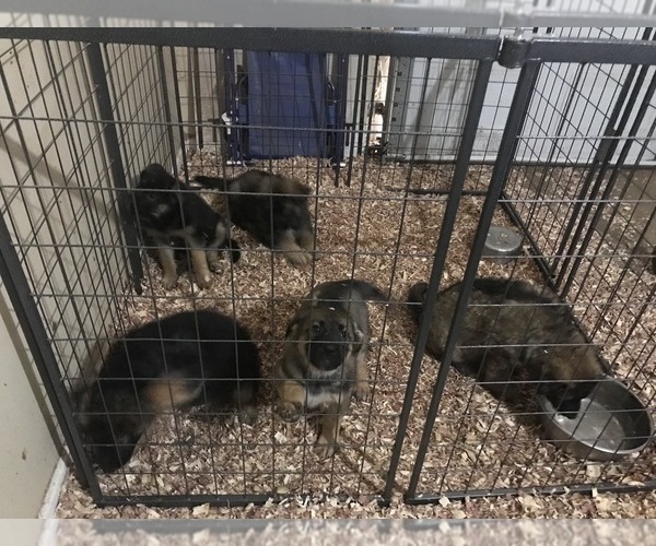 Medium Photo #2 German Shepherd Dog Puppy For Sale in ATL, GA, USA