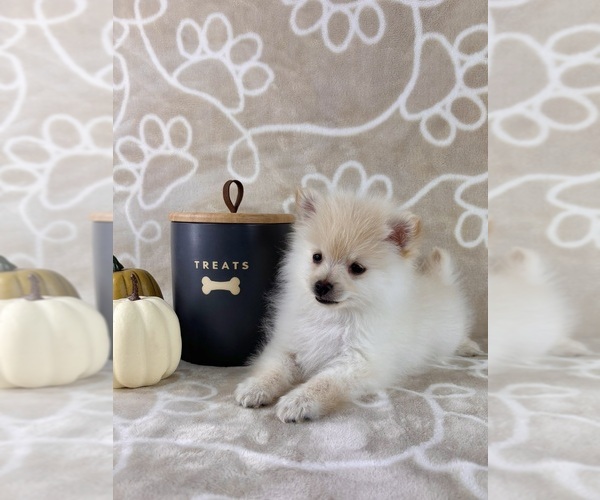 Medium Photo #5 Pomeranian Puppy For Sale in INDIANAPOLIS, IN, USA