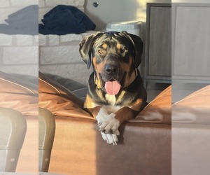 Bloodhound-Doberman Pinscher Mix Dogs for adoption in McKinney, TX, USA