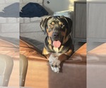 Small Bloodhound-Doberman Pinscher Mix