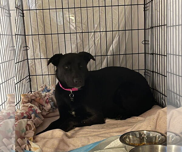 Medium Photo #24 Pointer-Unknown Mix Puppy For Sale in Fargo, ND, USA