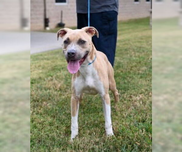 Medium Photo #5 American Pit Bull Terrier-Unknown Mix Puppy For Sale in Glen Allen, VA, USA