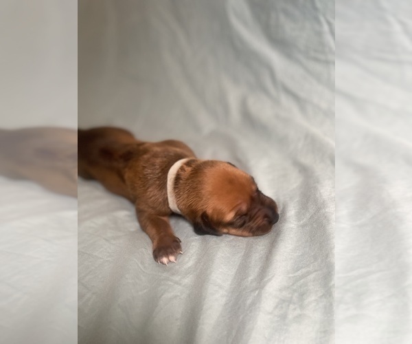 Medium Photo #153 Rhodesian Ridgeback Puppy For Sale in KELLER, TX, USA