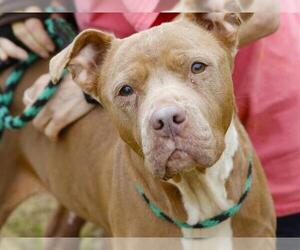 Boxer-Vizsla Mix Dogs for adoption in Tallahassee, FL, USA